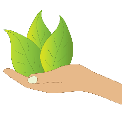 Hand hält Blätter.
