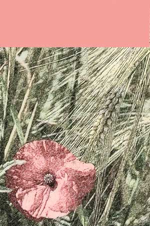 Blume im Kornfeld in rosa