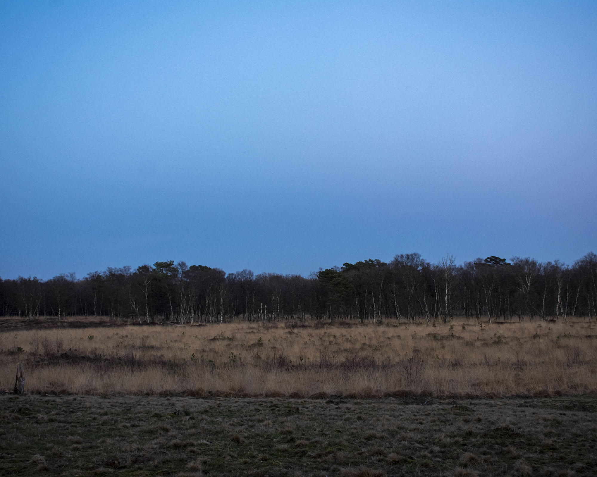 Abends im Heidegebiert