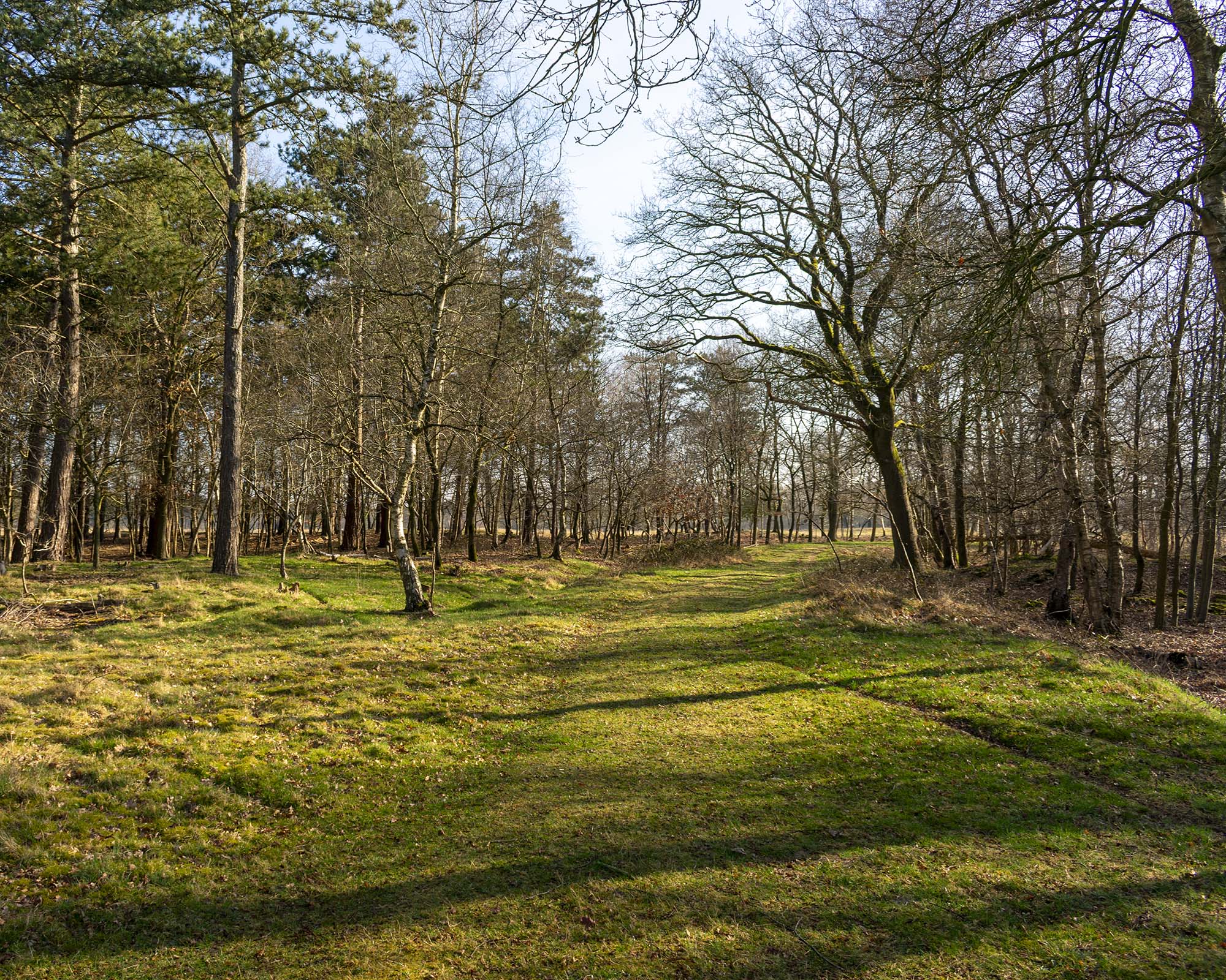 Wald neben dem Heidegebiet
