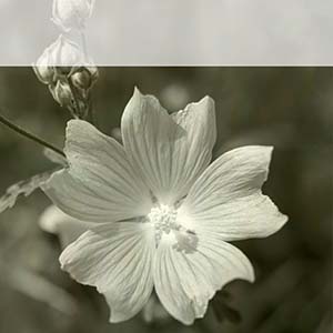 quadratisches Template mit weier Malve