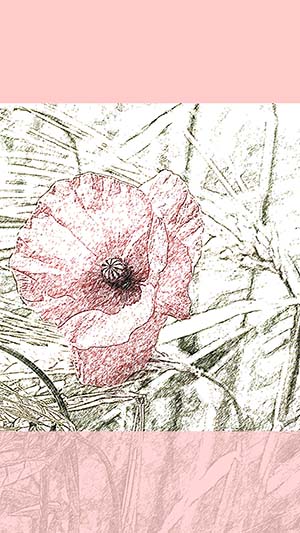 Template für Instagram Story mit rosa Blume im Kornfeld