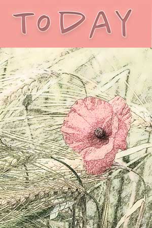 rosa Mohnblume im Kornfeld mit dem Text Today